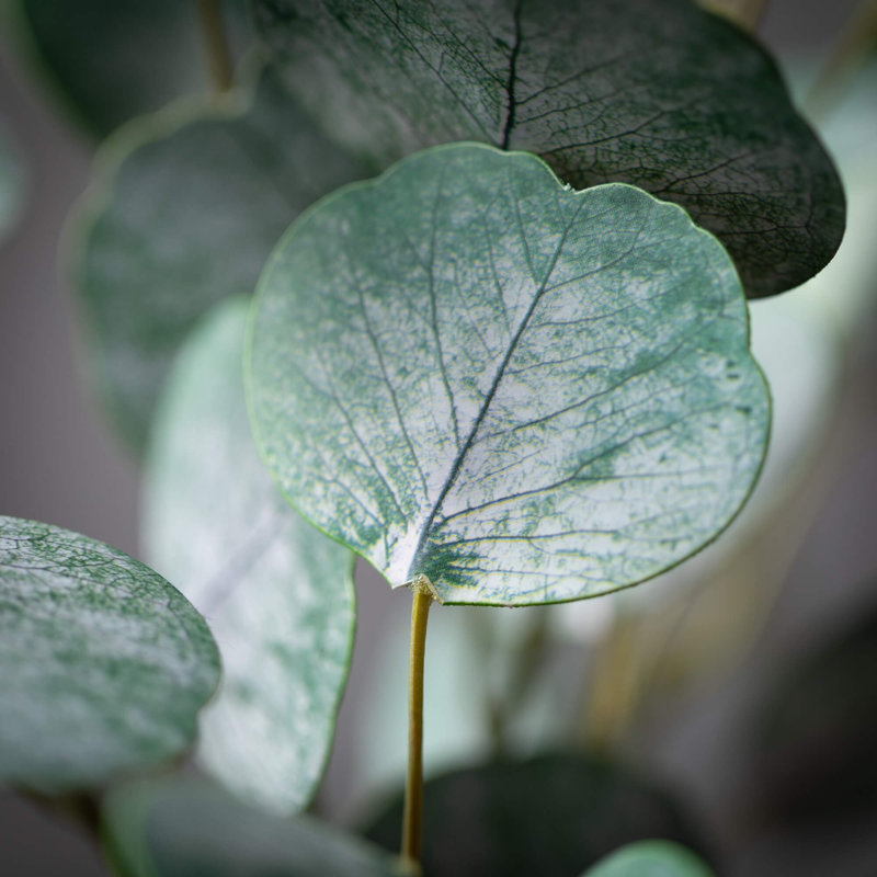 25 po Eucalyptus artificiel argent 25 po