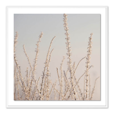 Hoar Frost White Print by Pernille Westh
