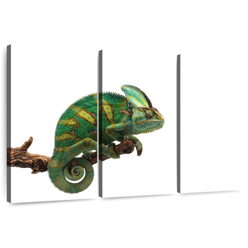 Green Veiled Chameleon, 28" H x 45" W