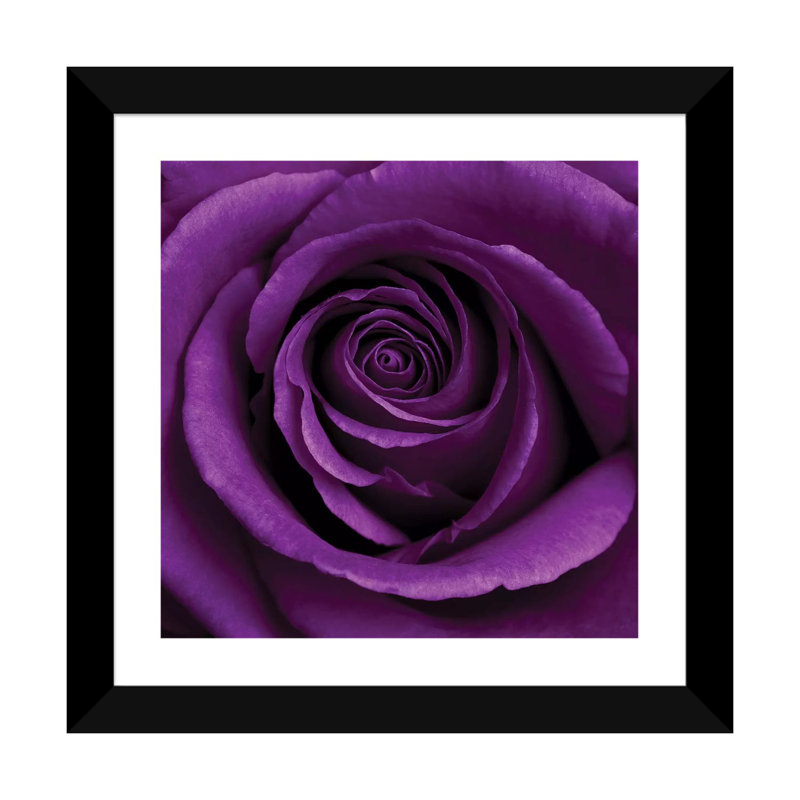 «Purple Rose I» par Tom Quartermaine - impression d'art graphique, H 16 po x l 16 po x p 1 po