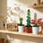 3-Piece Live Plants Set 