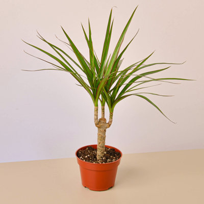 House Plant Shop Live Dracaena Plant