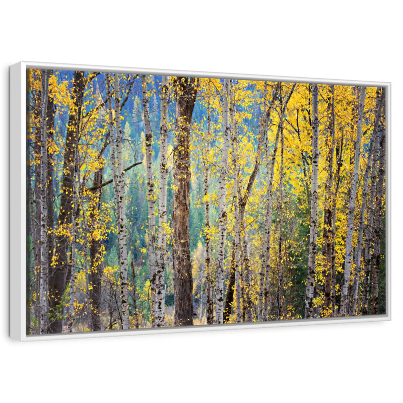 Kootenay Fall II, Cadre flottant blanc, 31 po x 21 po