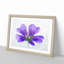 Purple Geranium Flower - Picture Frame Painting Print-56841976-56841973