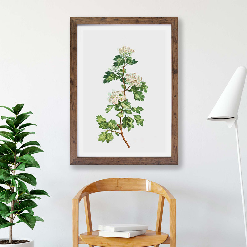 'Hawthorn Flowers' by Pierre-Joseph Redoute - Picture Frame Painting Print on Paper, Walnut, 24cm H x 33cm W x 2cm D