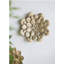 Plaque murale succulente D10x1,6 po