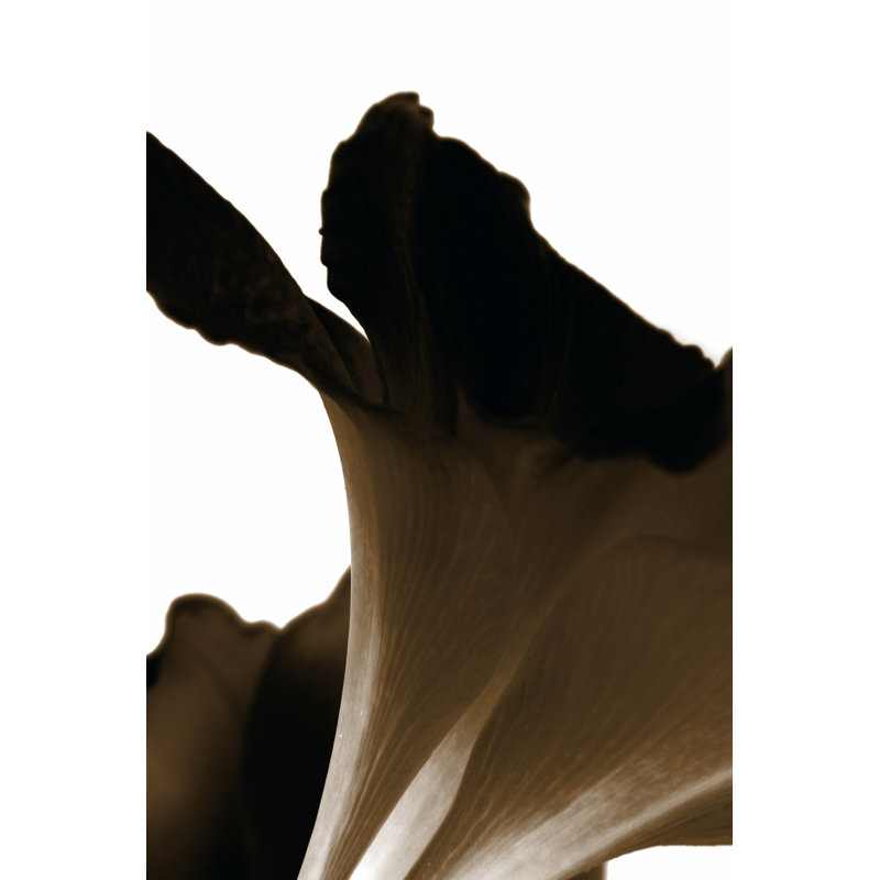 Reveal II by A. Project - Wrapped Canvas Painting, 46cm H x 30cm W x 3.8cm D