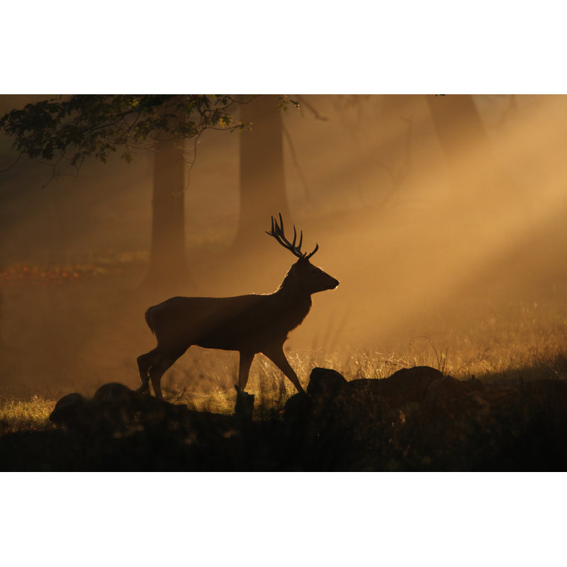Cerf marchant dans les rayons du soleil par GP232, H 12 po x l 18 po