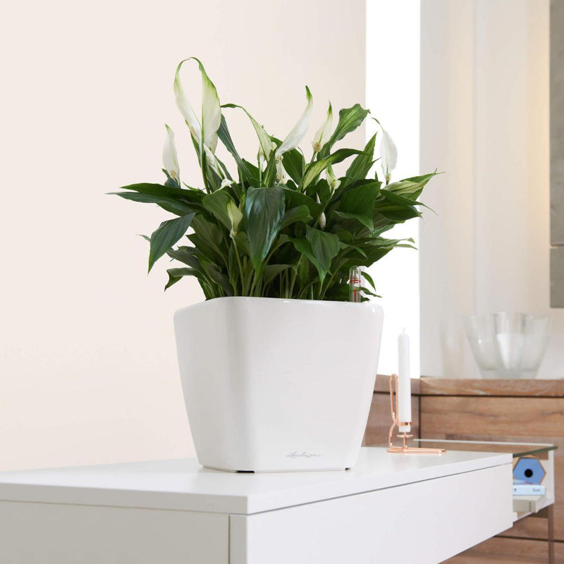 Quadro Premium Pot Planter, White, 26cm H x 28cm W x 28cm D