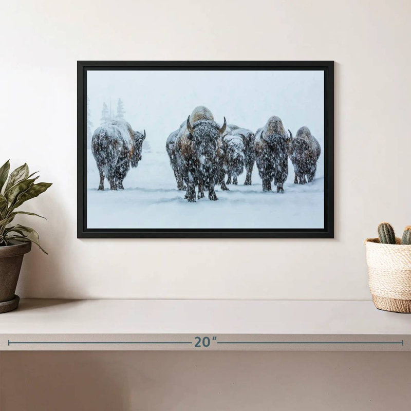 Bisons dans le parc national de Yellowstone, Cadre flottant noir, 13 po x 9 po