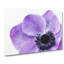 Purple Anemone Flower - Wrapped Canvas Print-56640272