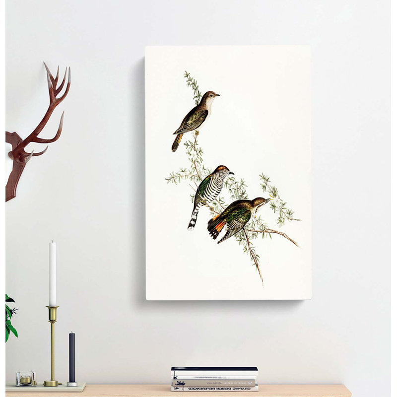Shining Cuckoos by Elizabeth Gould - Wrapped Canvas Painting, 60cm H x 40cm W x 3cm D
