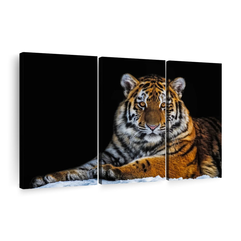 " Tiger Snapshot " on, 32" H x 50" W x 1.25" D