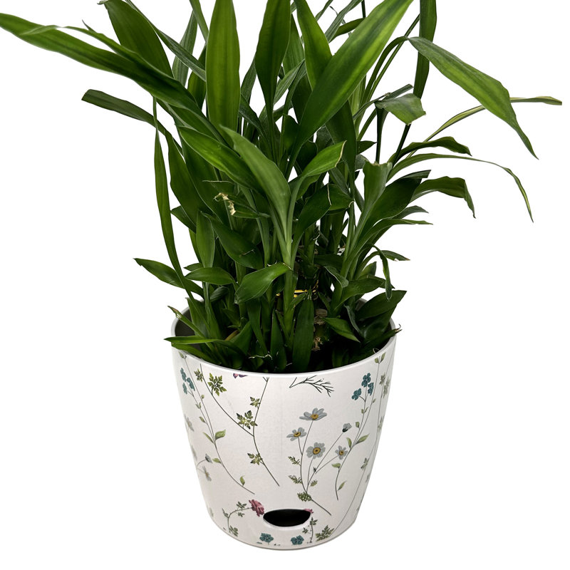 7" White and Multicolor Bamboo Fiber Self-Watering Pot