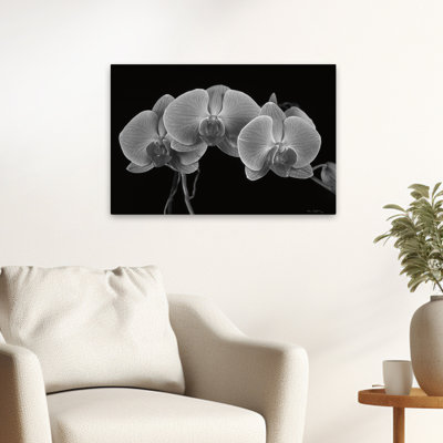 Florals Flowers - Moth Orchids I