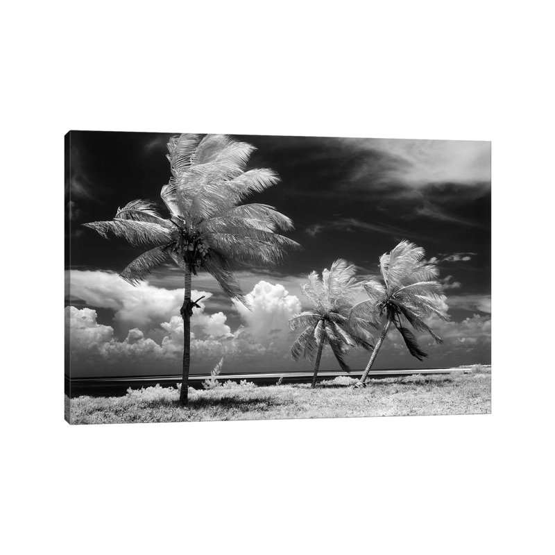 1960s Infrared Scenic Of Tropical Palm Trees Blowing In Storm Florida Keys USA - Wrapped Canvas Print