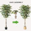 72 plantes