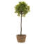 Walbourne Pot Planter-235694159