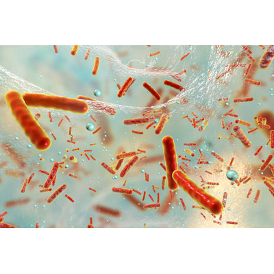 Multidrug Resistant Bacteria Inside A Biofilm