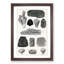 Collection of Fossils by Oliver Goldsmith - Framed Print-57864527-57864531