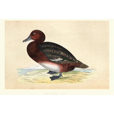 Ferruginous Duck, Aythya Nyroca by Duncan1890 - Wrapped Canvas Print