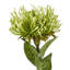 Arrangement-111171156