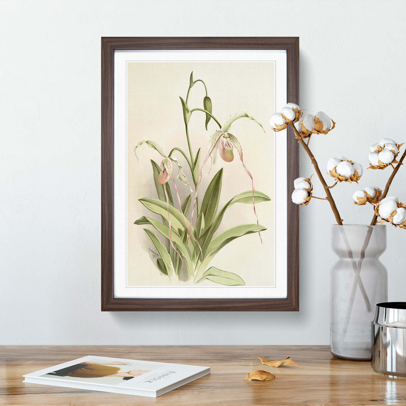 Magnolia Flowers Illustration Tab. 16 by Frederick Sander - Picture Frame Painting Print, 50cm H x 35cm W x 2cm D, Walnut