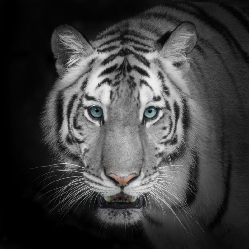 Close-up Of Tiger - Wrapped Canvas Print, 30cm H x 30cm W