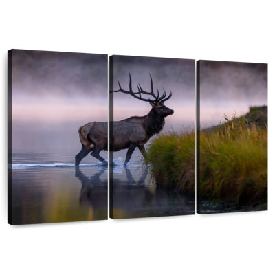 Elk Bull dans l'eau