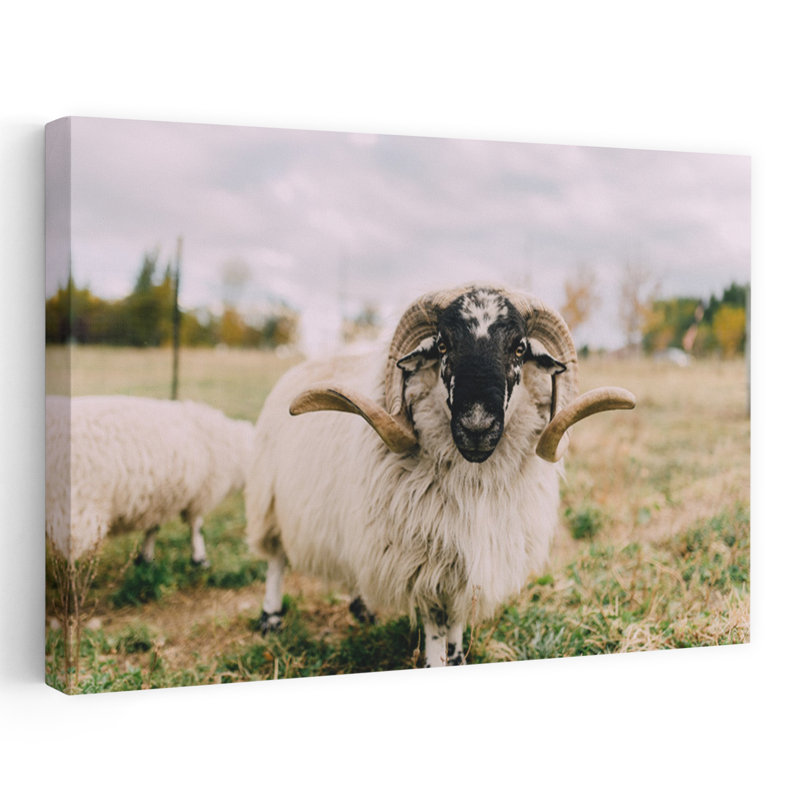 Chèvre, nature, photographie animalière, art contemporain, H 36 po x l 24 po