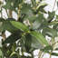 Olive artificielle avec pot-1267324232