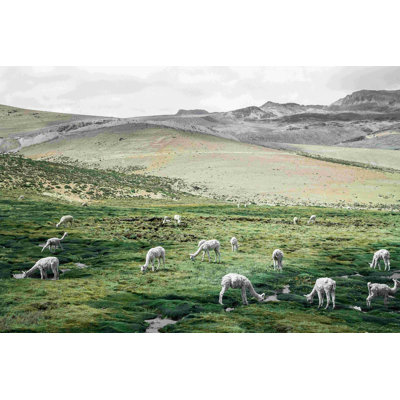 " Field Of Lambs "