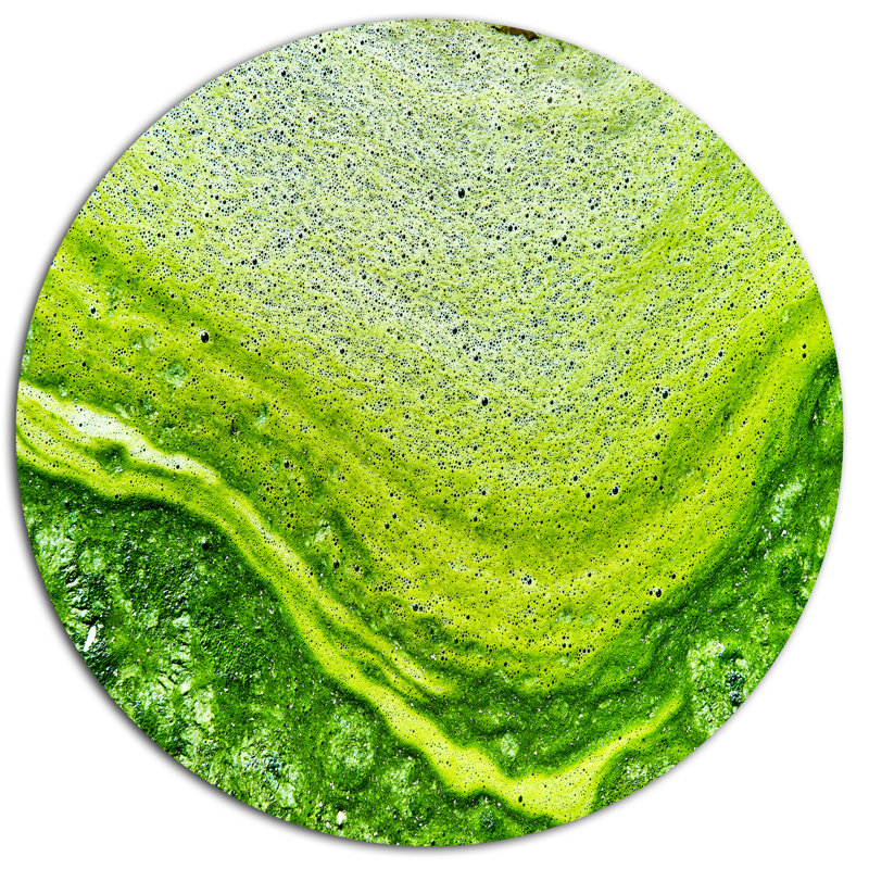 «Polluent Water With Algae in Green», reproduction de photo sur métal, H 23 po x l 23 po