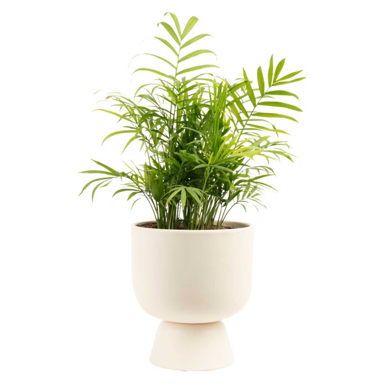 Parlor Palm Tree in Ceramic Planter