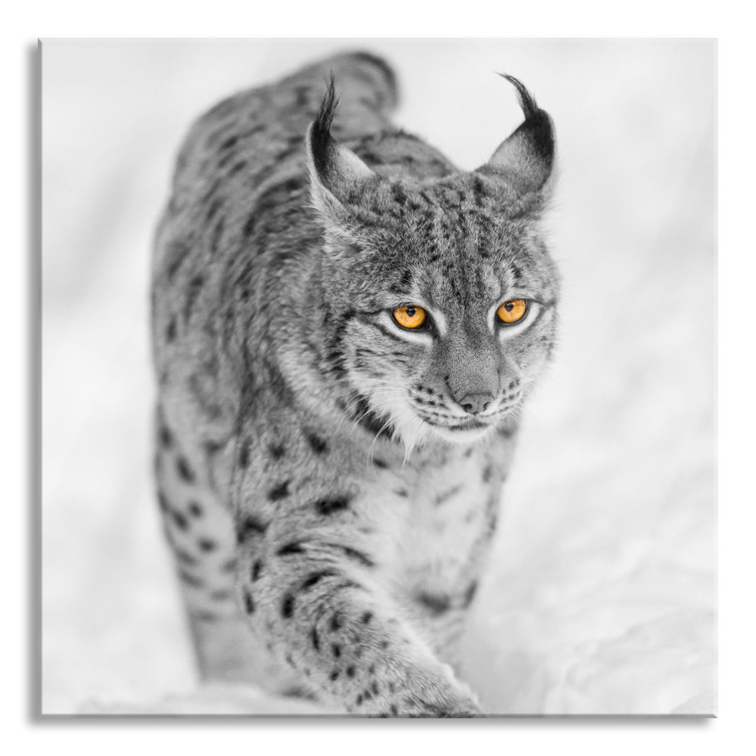 Glasbild Wunderschöner Luchs im Schnee