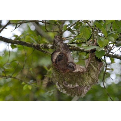 Paresseux et bébé - photographie sur toile tendue
