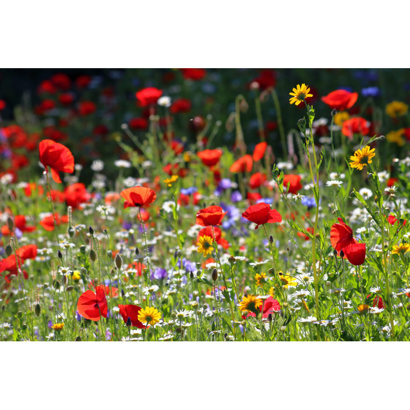 Wildflower Meadow - Wrapped Canvas Print, 61cm H x 91cm W