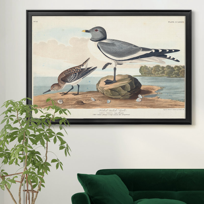 Goéland à tête noire - reproduction d'art sur toile, H 30,5 po x l 42,5 po x P 1,5 po, Noir