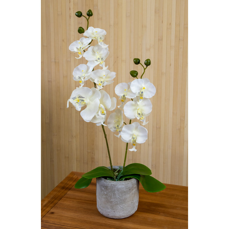 Orchid Arrangement in Pot