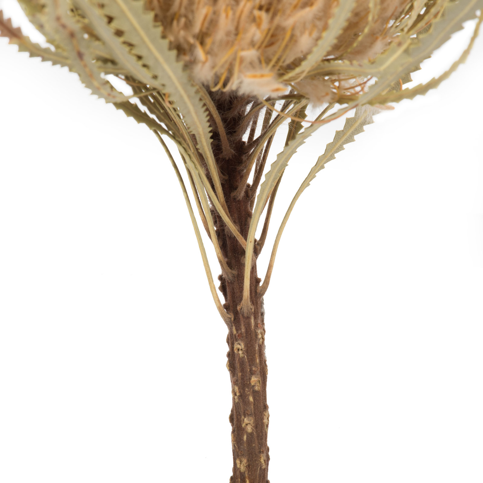 12" Jumbo Banksia Flower with Stem Dried, Natural