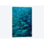 « oceany whitetip requining a group of fish », reproduction de photo sur toile-32113081-72033586-72033587
