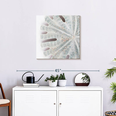 Brampt Florida Sand Dollar IV