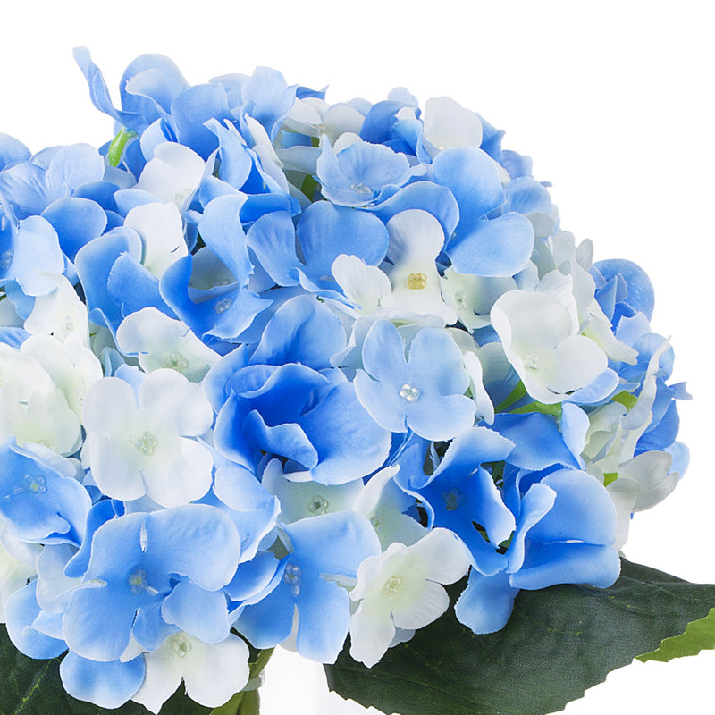 Arrangement floral d'hortensias dans un vase, Bleu crème