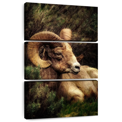 Brampt Yellowstone Bighorn Ram