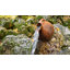 Outdoor Fountain
