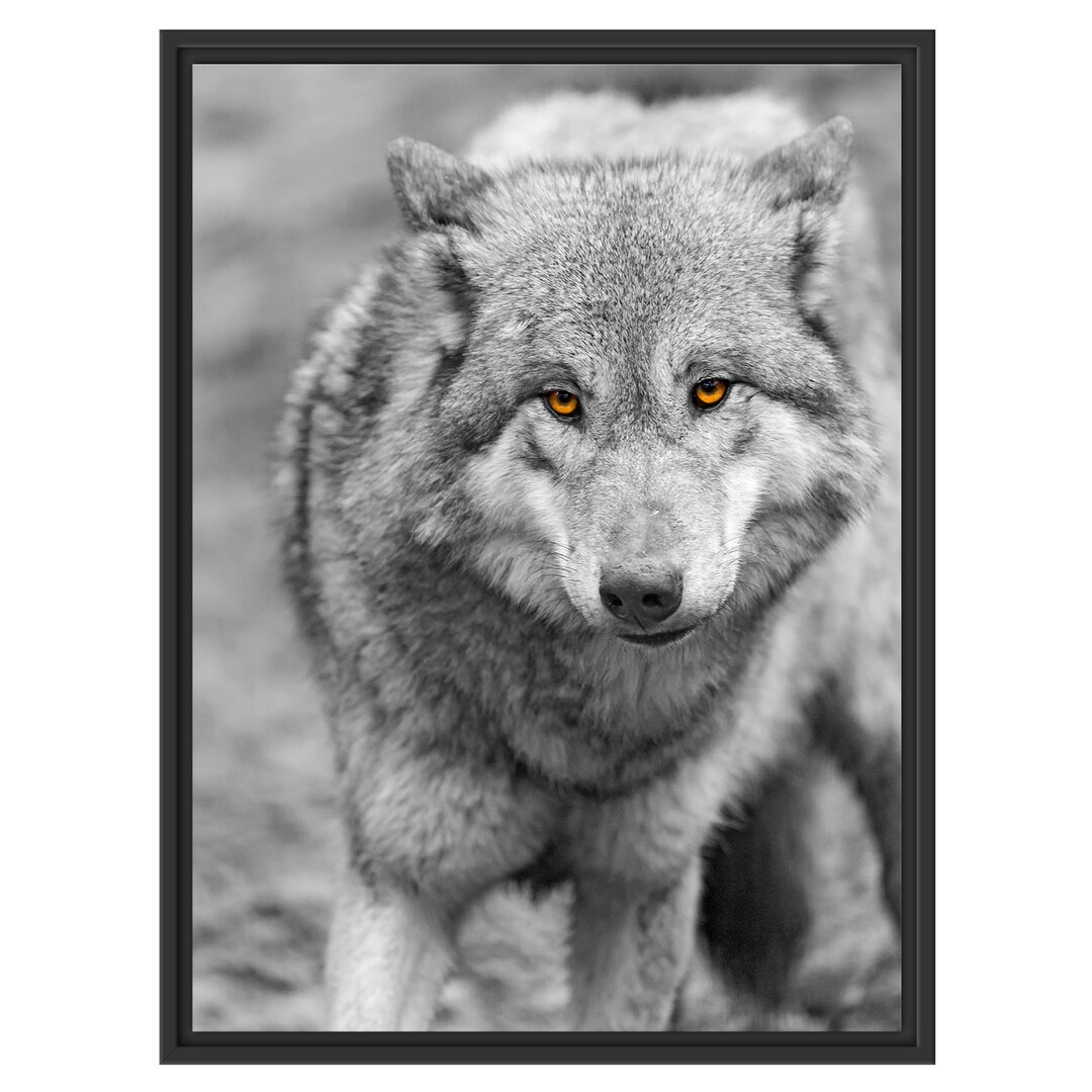 Gerahmtes Wandbild scheuer Wolf