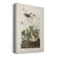 Pl 193 Lincoln Finch - reproduction sur toile tendue-493808389