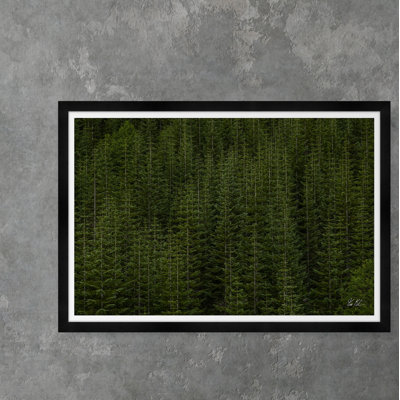 Among Static Pines " Among Static Pines Ii " by Tim Klein
