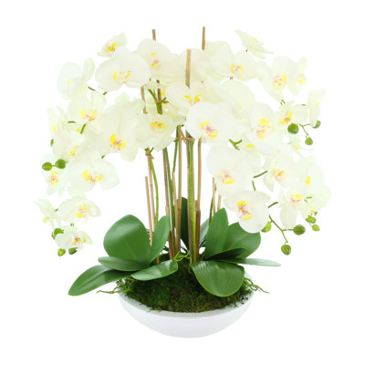 Orchid Arrangement in Round Fiberstone Pot