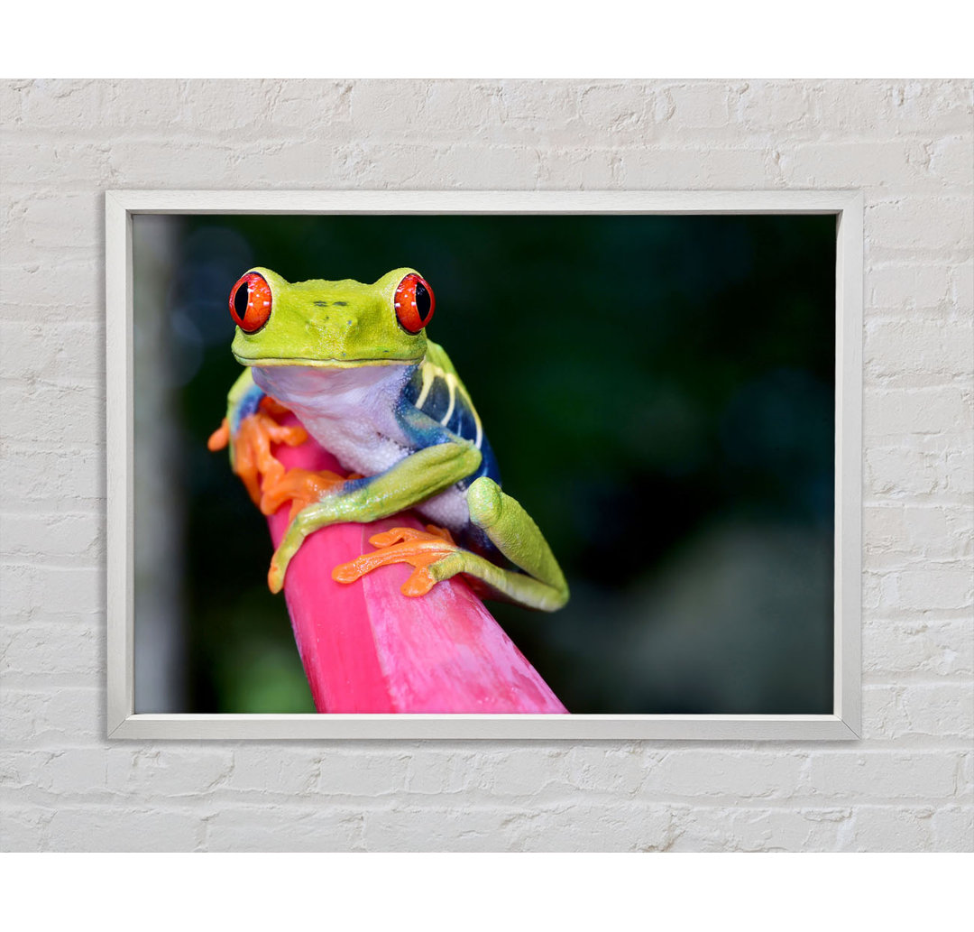 Here's Looking At You Frog - Einzelner Bilderrahmen Kunstdrucke auf Leinwand